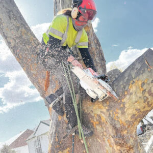 How to Choose a Utah Arborist for Tree Care & Removal