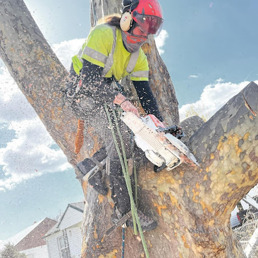 How to Choose a Utah Arborist for Tree Care & Removal